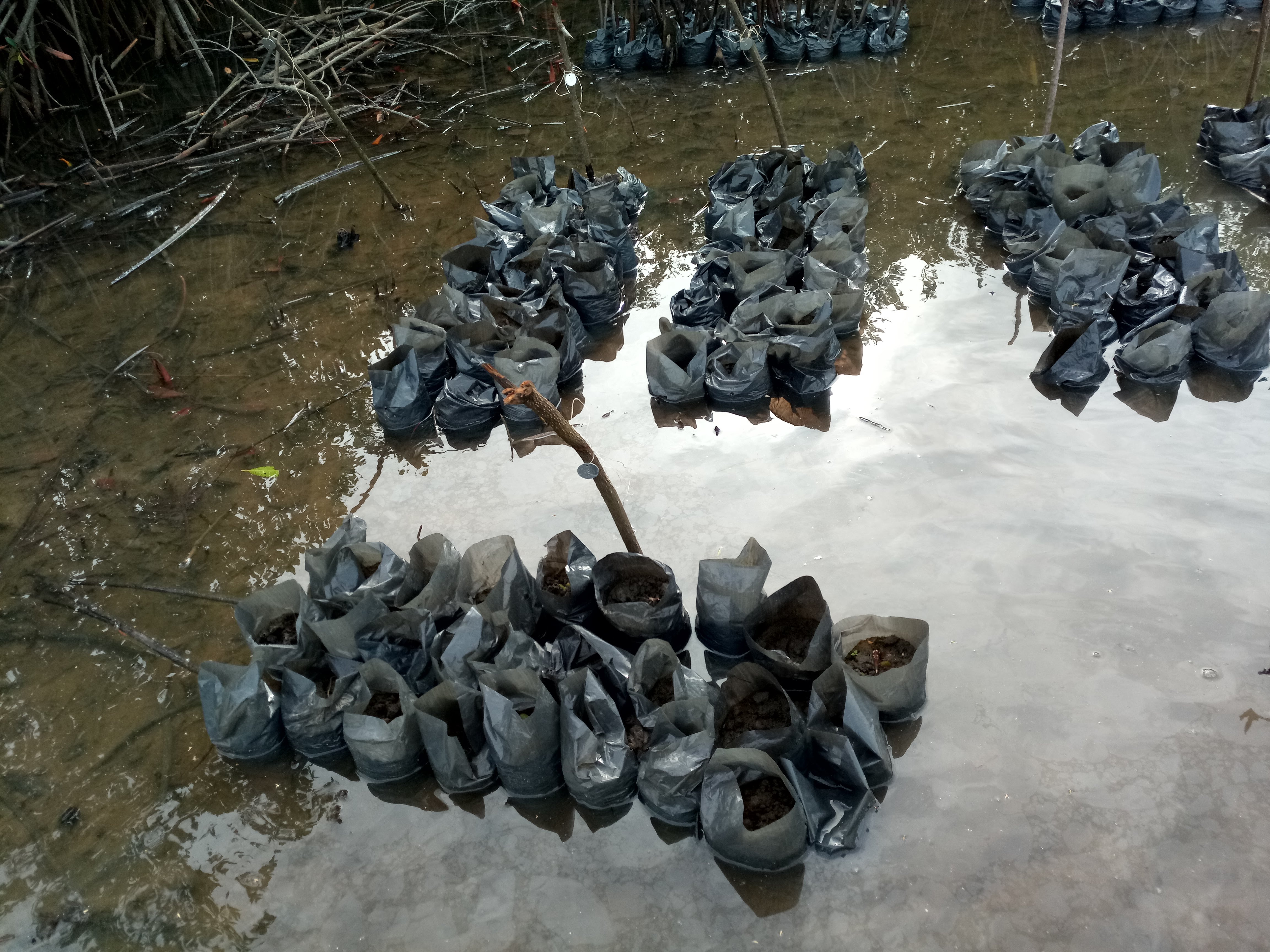 Mangrove seedling nursery